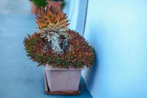 grande céramique avec plante scène d'île grecque à santorin photo