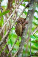 Petit mignon tarsier sur l'arbre en milieu naturel à Bohol Island, Philippines photo