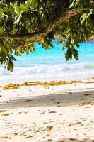 plage tropicale exotique aux eaux turquoises photo