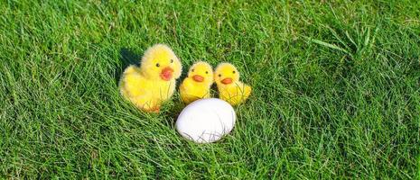 oeuf de poulet blanc et poulets jaunes dans l'herbe verte photo