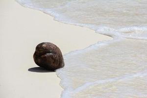noix de coco sur la plage de sable blanc tropical par une journée ensoleillée photo