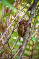 petit tarsier drôle sur l'arbre en milieu naturel à l'île de bohol, philippines photo