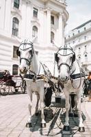 Entraîneur de chevaux traditionnels fiaker à Vienne Autriche photo
