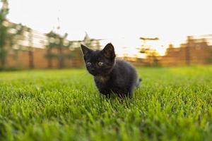Curieusement chaton noir à l'extérieur dans l'herbe - concept d'animal de compagnie et de chat domestique photo