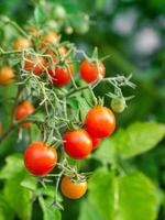 plante de tomate mûre en croissance. bouquet frais de tomates rouges naturelles sur une branche dans un potager biologique.