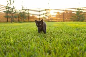 chaton noir curieusement à l'extérieur dans l'herbe - concept d'animal de compagnie et de chat domestique. copier l'espace et le lieu de la publicité photo