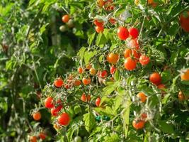 plante de tomate mûre en croissance. bouquet frais de tomates rouges naturelles sur une branche dans un potager biologique.