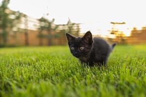 chaton noir curieusement à l'extérieur dans l'herbe - concept d'animal de compagnie et de chat domestique. copier l'espace et le lieu de la publicité