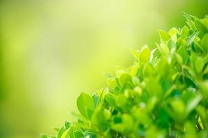 belle vue sur la nature feuille verte sur fond de verdure floue sous la lumière du soleil avec bokeh et espace de copie en utilisant comme arrière-plan paysage de plantes naturelles, concept de papier peint écologique. photo