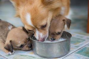 les chiots et la chienne nourrissent leur lait le matin photo