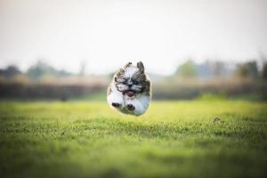 heureux, chiot, sauter, et, courant, sur, vert, pré photo