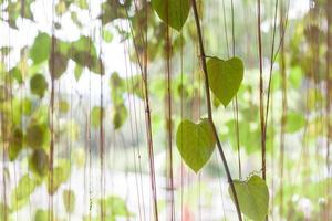 feuilles vertes en forme de coeur photo