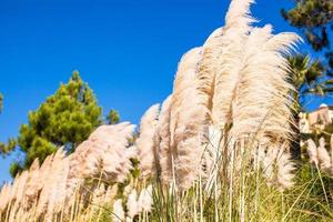 cannes blanches riches en matières grasses fond le ciel bleu photo