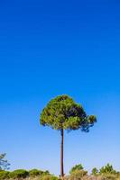 grand arbre sur fond de ciel bleu photo