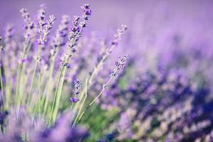 coucher de soleil sur un champ de lavande violette à l'extérieur photo