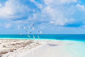 belle plage de sable blanc et mer des caraïbes aux eaux turquoises photo