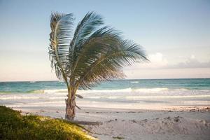 palmier sur la plage tropicale exotique photo