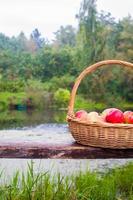 gros plan sur un grand panier de paille avec des pommes rouges et jaunes sur un banc au bord du lac photo