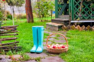 gros plan de bottes en caoutchouc colorées et d'un grand panier avec des pommes rouges dans le jardin photo