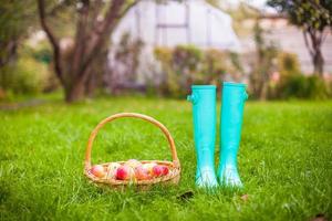 gros plan de bottes en caoutchouc colorées et d'un grand panier avec des pommes rouges dans le jardin photo