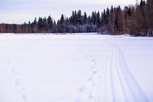 paysage d'hiver avec forêt à l'arrière photo