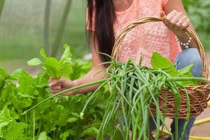 gros plan, panier, verts, femme, mains photo