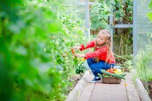 adorable petite fille récoltant des concombres et des tomates en serre. beau gosse avec panier photo