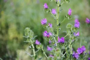 fleurs sauvages dans le pré fleuri photo