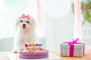 chien mignon avec arc et gâteau d'anniversaire photo