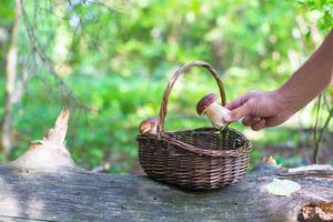 panier en osier plein de champignons dans une forêt photo