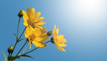 fleurs de topinambour photo