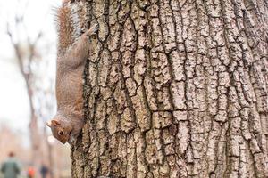 écureuil sur l'arbre dans central park, new york photo