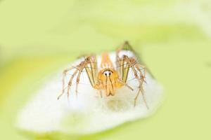 araignée, photo en gros plan