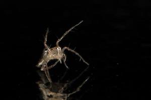 araignée sur la surface du verre photo