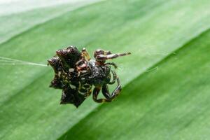 araignée sur une feuille photo