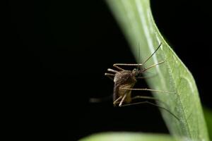 moustique sur une feuille photo