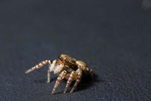 araignée, photo en gros plan