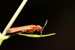 insecte sur une feuille photo