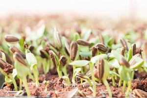 gros plan de jeunes arbres photo