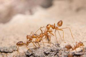 gros plan fourmis rouges photo