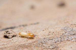 termite sur bois, gros plan photo