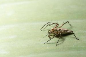 araignée brune sur une feuille photo