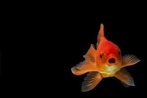 poisson rouge en arrière-plan noir photo