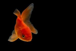 poisson rouge en arrière-plan noir photo