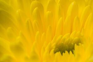 fleur de chrysanthème jaune photo