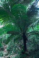 végétation de forêt tropicale luxuriante