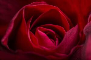 belles roses rouges, gros plan photo