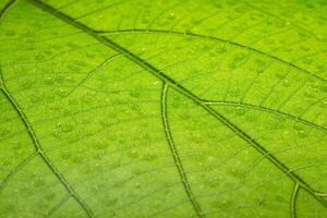 fond de feuille verte, gros plan photo