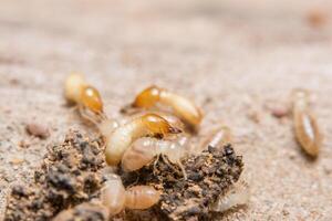 termites, photo en gros plan