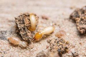termites, photo en gros plan